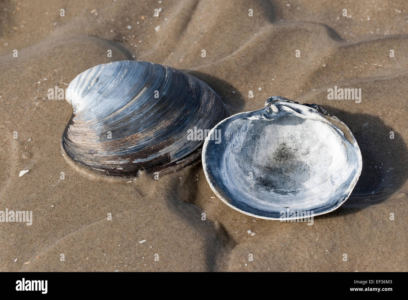 Ocean quahog, islandese cyprine, mogano Clam Clam nero, Islandmuschel, Piepmuschel, Arctica islandica, Cyprina islandica Foto Stock