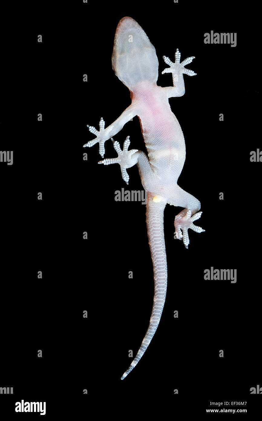 Bagno turco gecko Mediterranean House Gecko Europäischer Halbfinger, Halbfinger-Gecko, Hemidactylus turcicus, Gecko nocturne Foto Stock