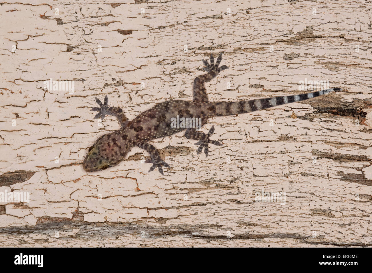 Bagno turco gecko Mediterranean House Gecko Europäischer Halbfinger, Halbfinger-Gecko, Hemidactylus turcicus, Gecko nocturne Foto Stock