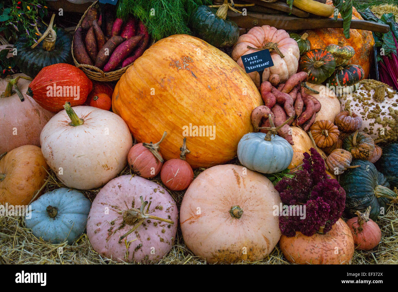 Zucche - schiaccia e varietà di ortaggi sul display. Foto Stock