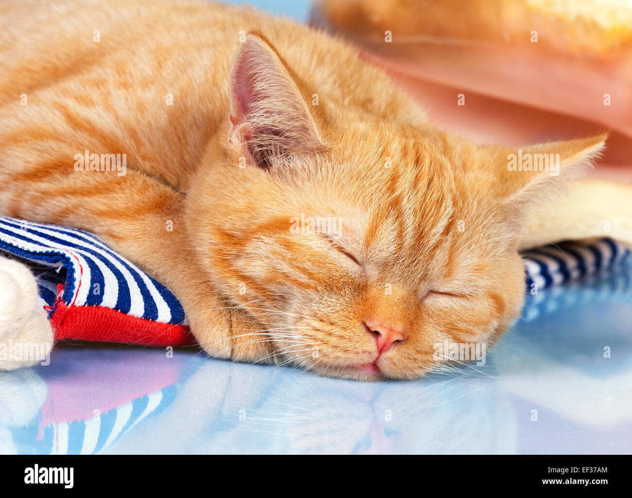 Carino Gattino che dorme sul una borsa da spiaggia Foto Stock