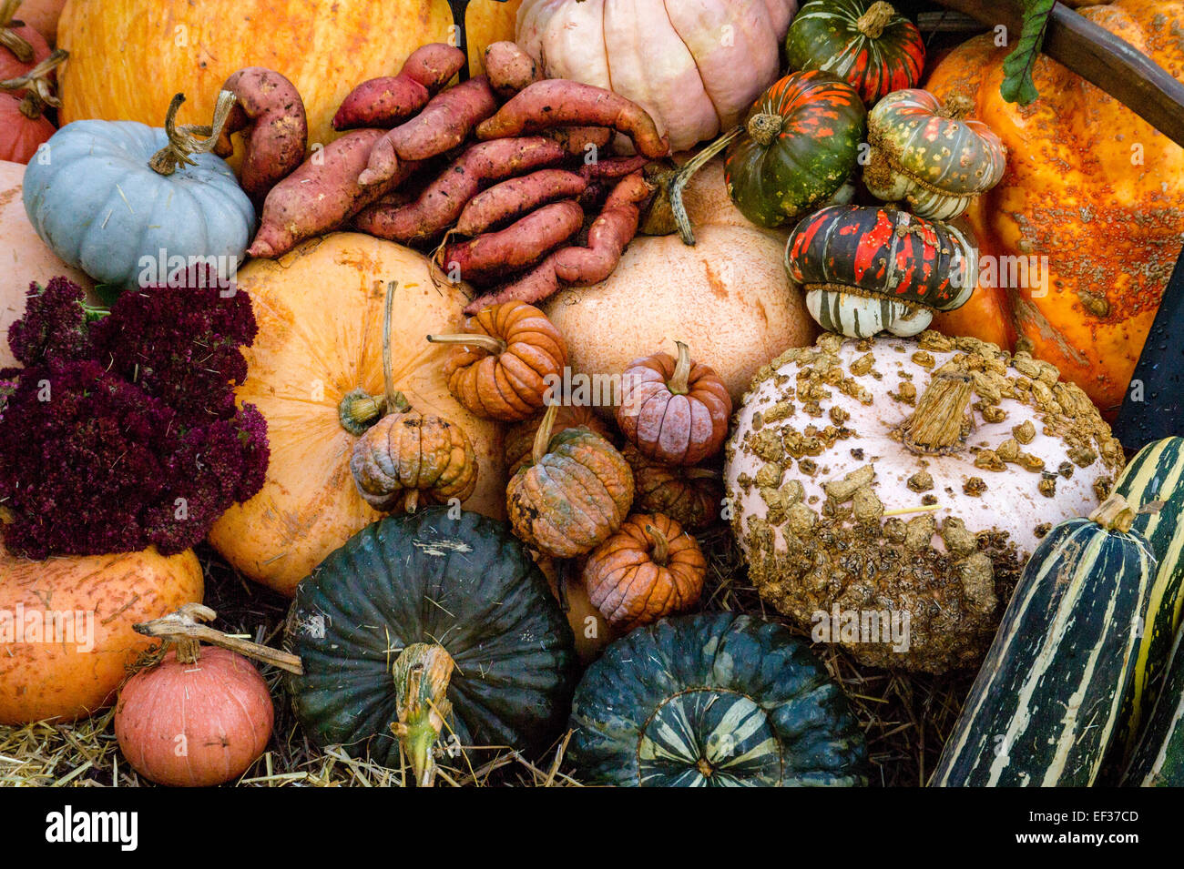 Zucche - schiaccia e varietà di ortaggi sul display. Foto Stock