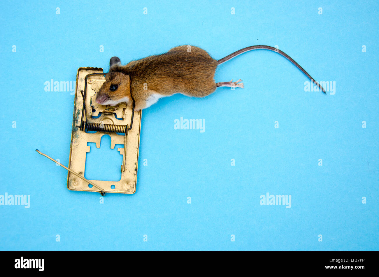 Morti di peste animale mouse Apodemus flavicolis giallo mouse a collo alto in mousetrap Foto Stock