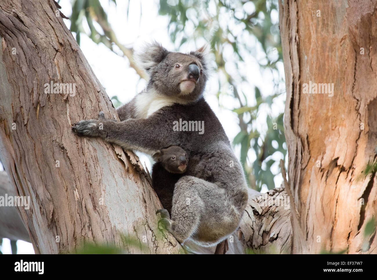 Wild Koala e giovane, Kangaroo Island, in Australia Foto Stock