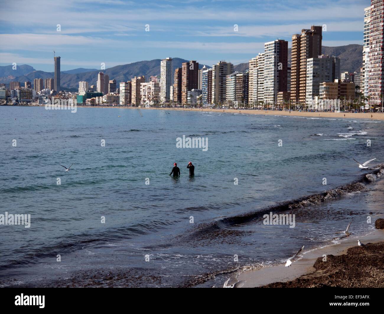 Persone nuotare nell'oceano a freddo con Mute Foto Stock