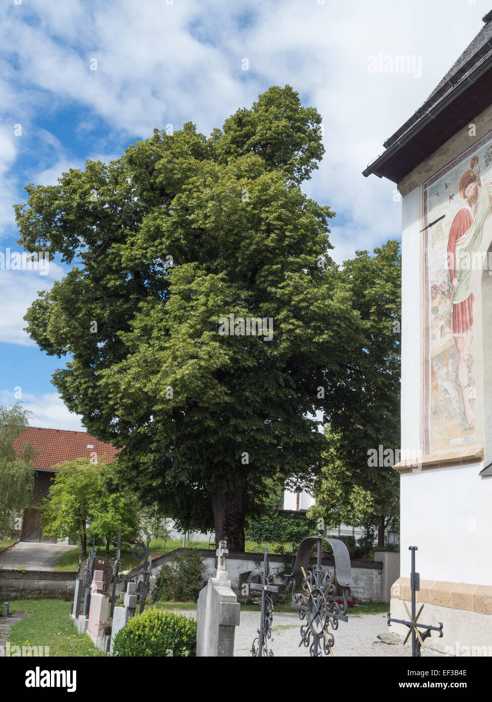 Questa immagine raffigura un tiglio (Linde) situato vicino alla chiesa di Terfens, Austria. L'albero, storicamente importante per la comunità locale, fa da sfondo alla chiesa, simboleggiando il legame tra natura e patrimonio religioso in questa regione del Tirolo. Foto Stock