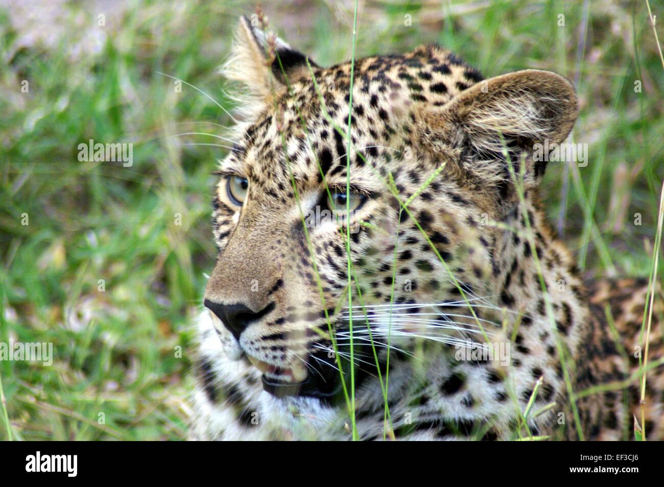 Close up di Leopard Foto Stock