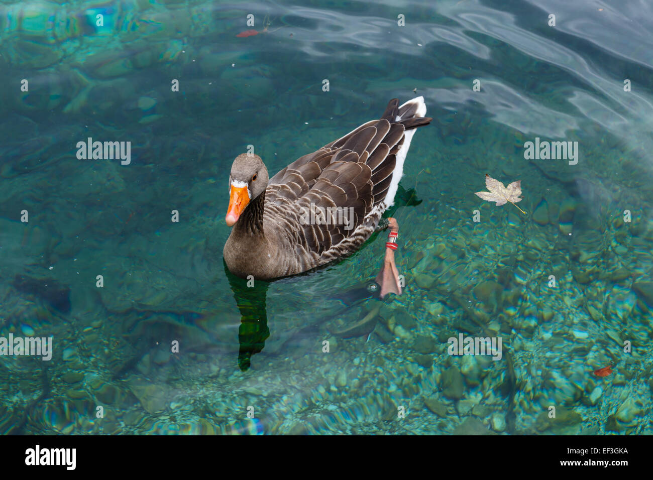 Nastrare anatre galleggianti in trasparenti acque turchesi del lago alpino Foto Stock