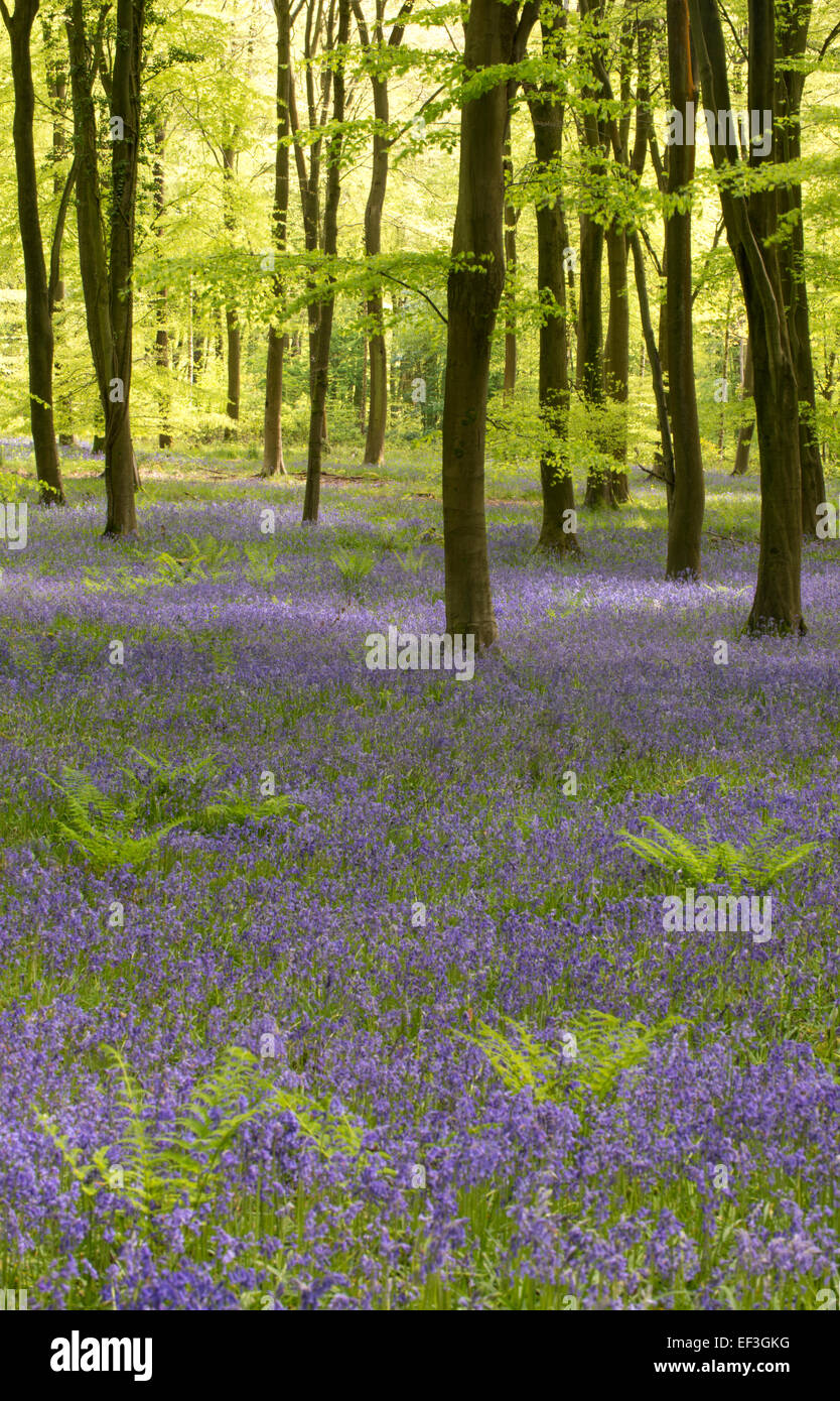 Una vista delle Bluebells in Micheldever legno. Foto Stock