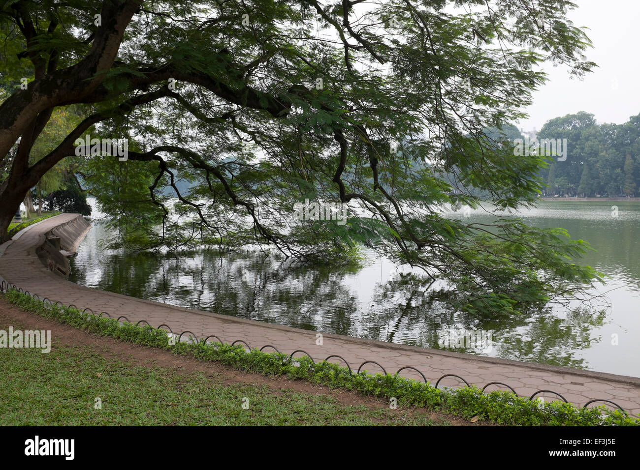 Alberi appeso nel Lago Hoan Kiem in Hanoi Foto Stock