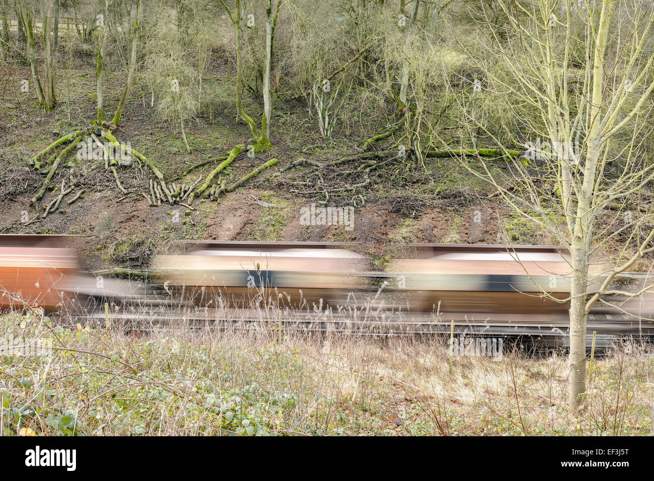 Treno lanciarsi attraverso un sottosquadro disseminati di alberi tagliati su una soleggiata giornata invernale. Foto Stock