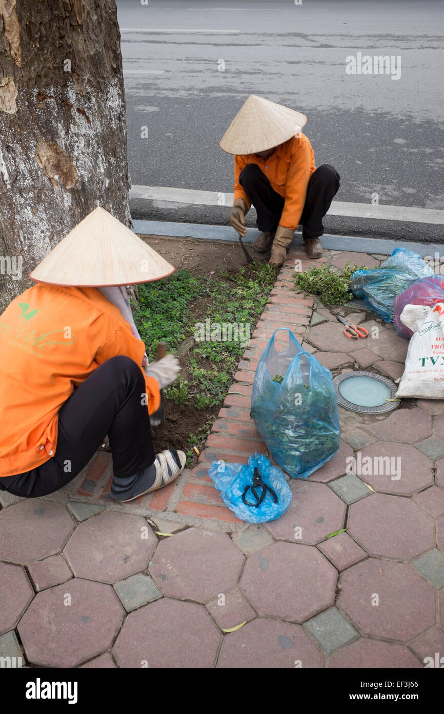 Giardinieri di pubblico di piantare arbusti sulle strade Hanoi Vietnam Foto Stock