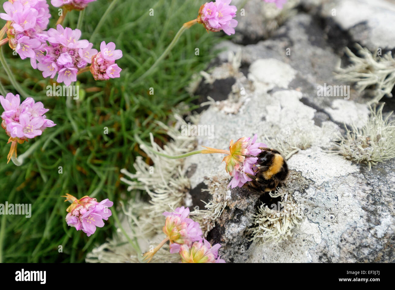 Bumble Bee alimentando il nettare di parsimonia o mare di fiori di rosa (Armeria maritima) crescente da rocce sulla costa. Scozia UK Gran Bretagna Foto Stock