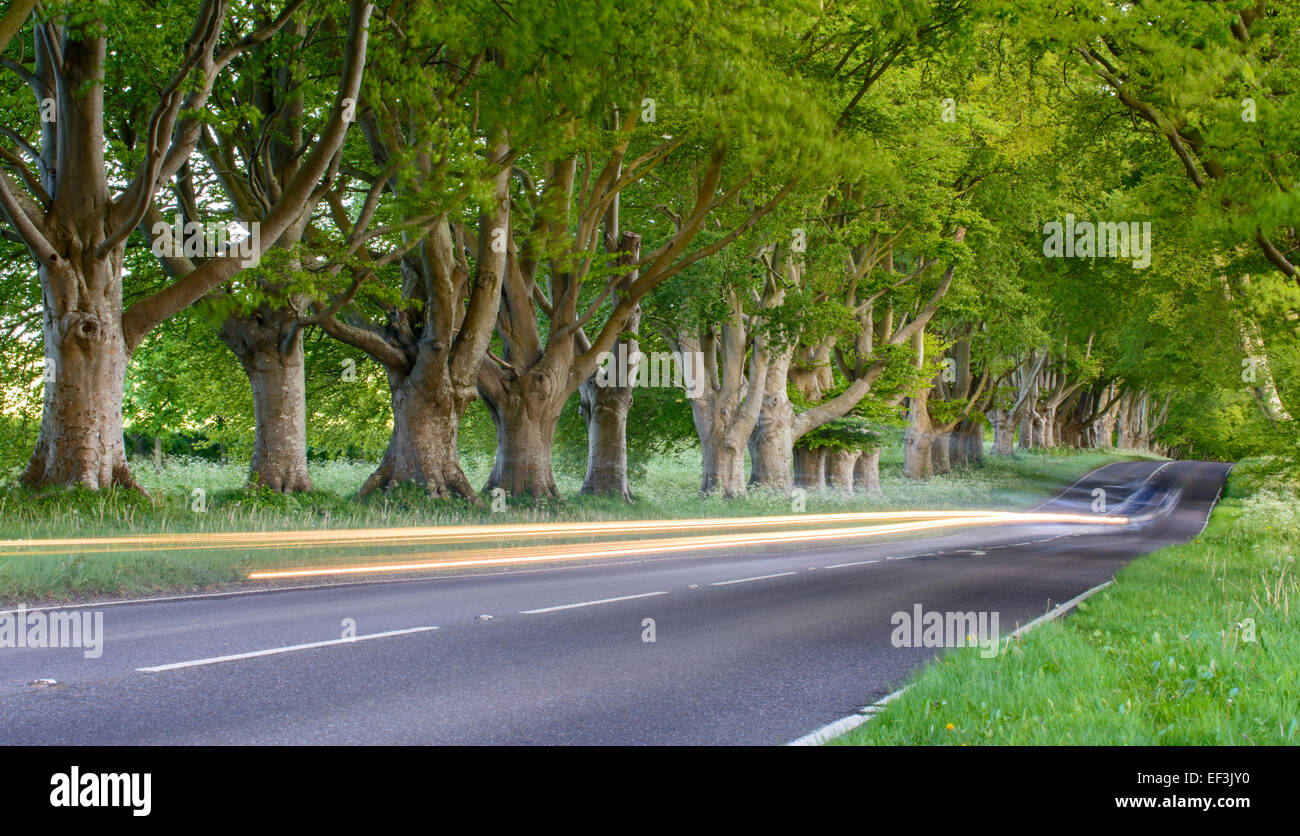 La vista di faggi a Kingston Lacy. Foto Stock