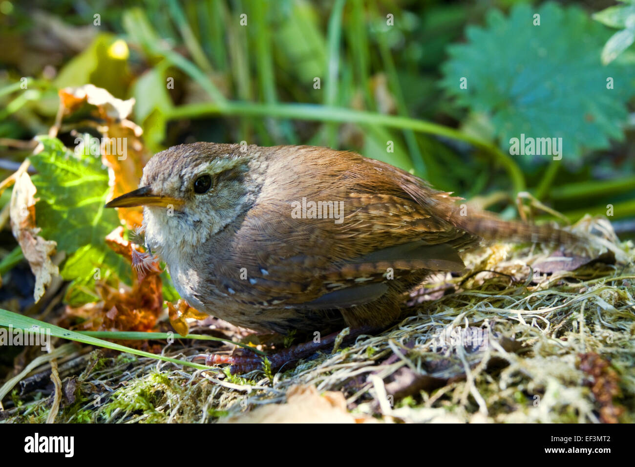 Il novellame di Wren.Irlanda Foto Stock