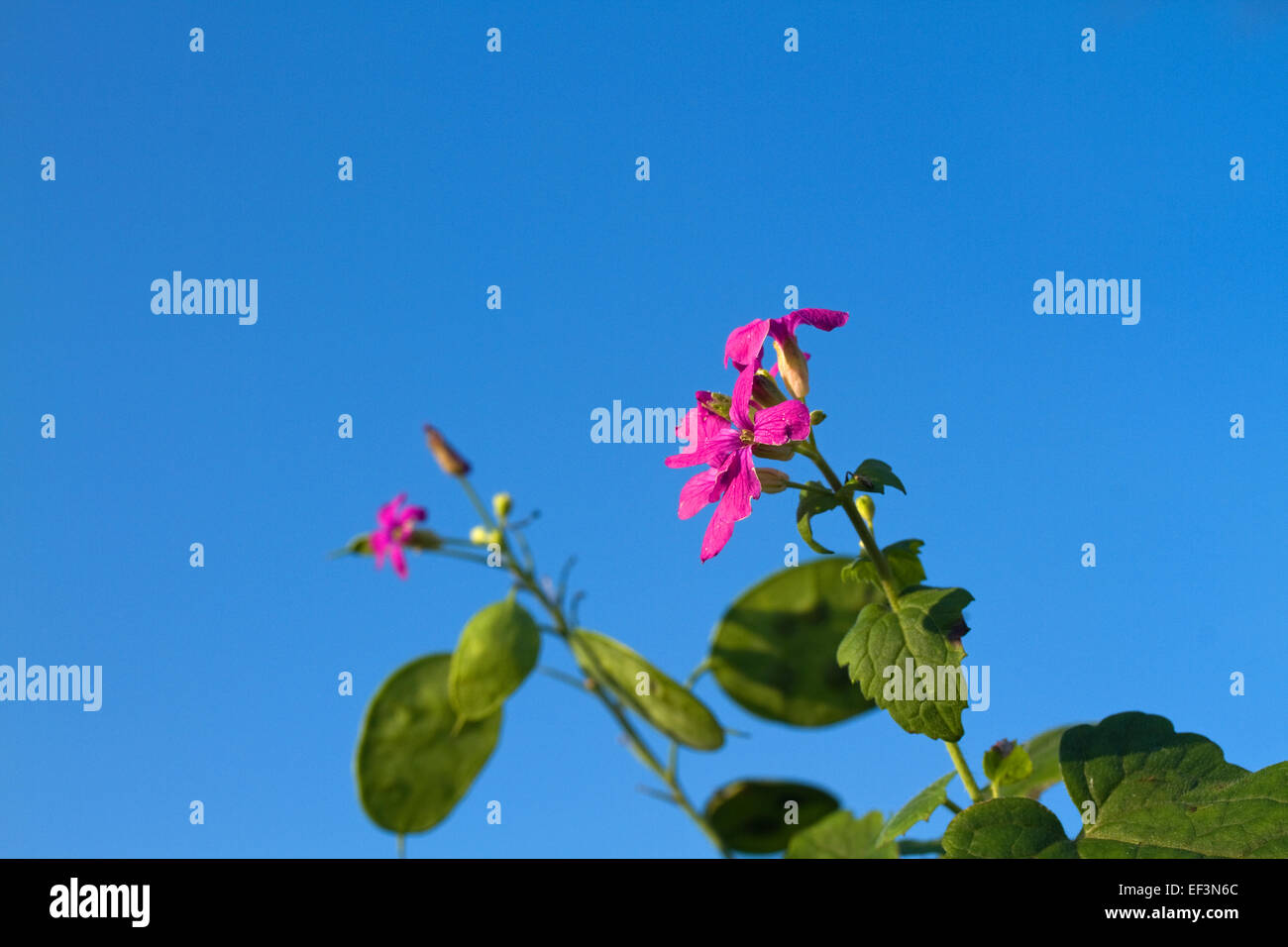 Millefiori onestà in fiore durante il mese di gennaio di solito fiori aprile-giugno Foto Stock