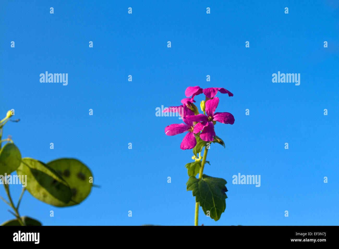 Millefiori onestà in fiore durante il mese di gennaio di solito fiori aprile-giugno Foto Stock