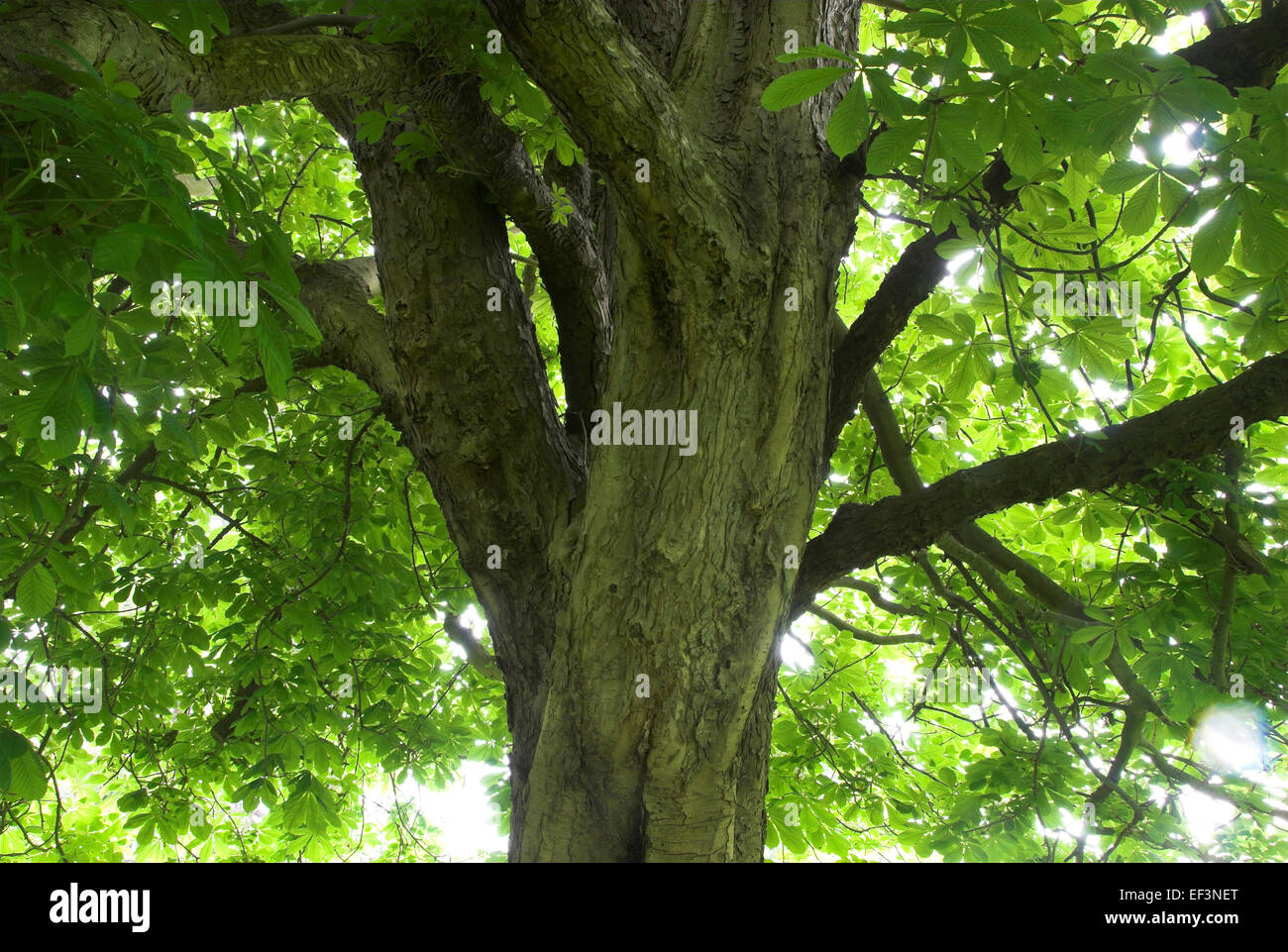 Corona di ippocastano albero in campo vicino paese di Upton Park auto park, Dorset, Regno Unito Foto Stock