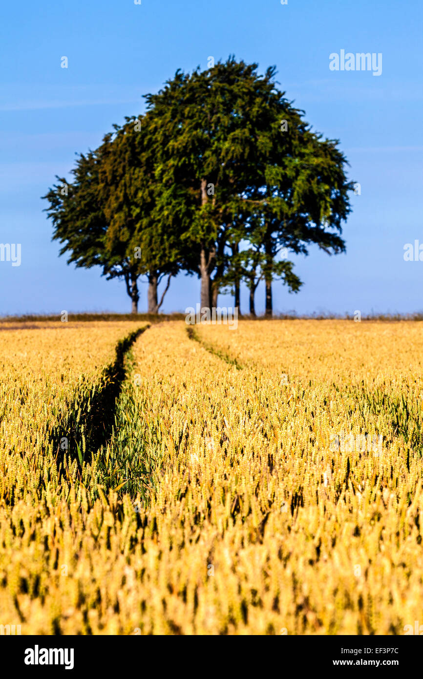 Le vie attraverso un campo di grano che illustra deliberato uso della profondità di campo. Foto Stock