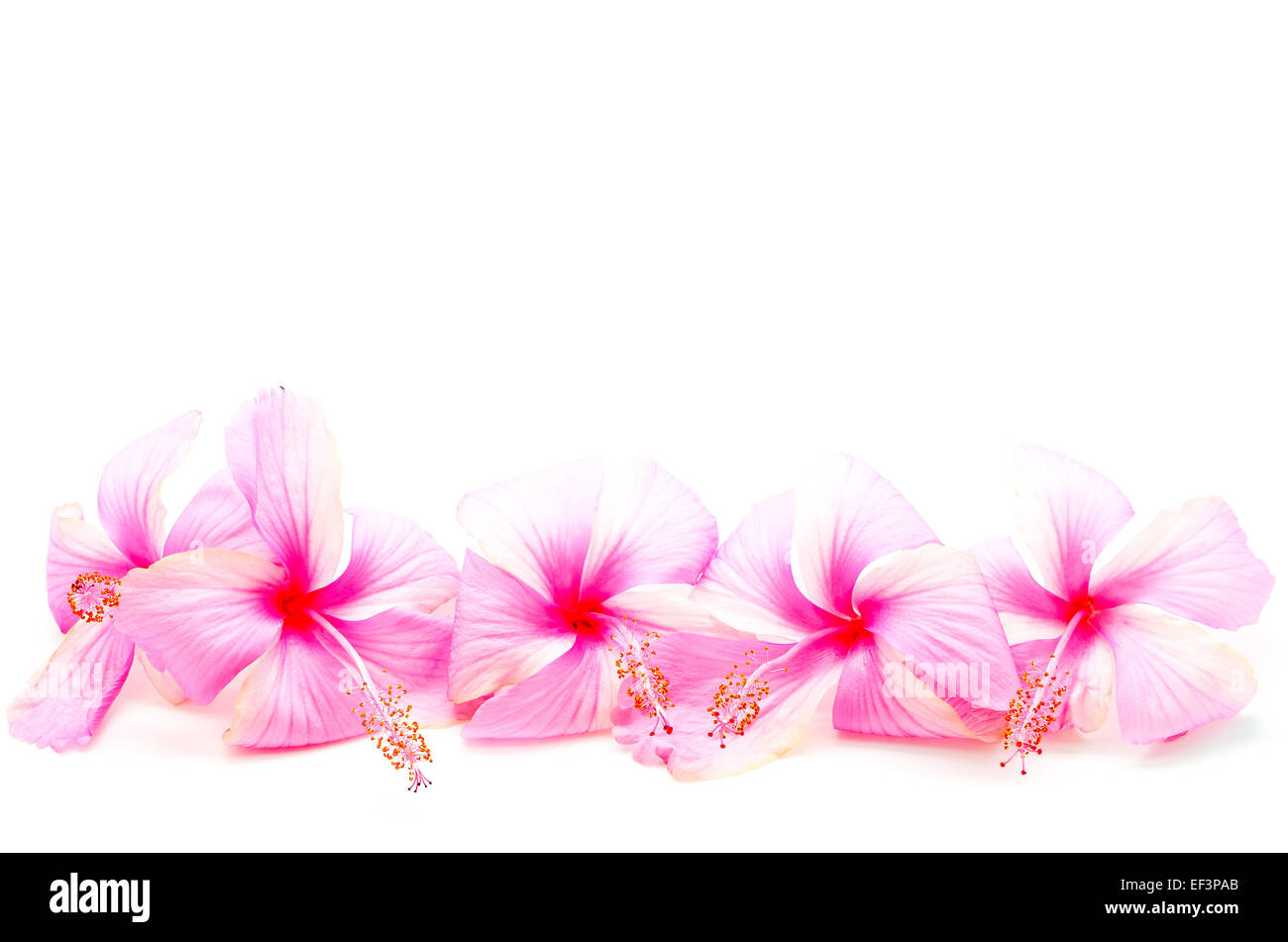 Di un bel colore rosa fiori di ibisco, isolato su sfondo bianco Foto Stock