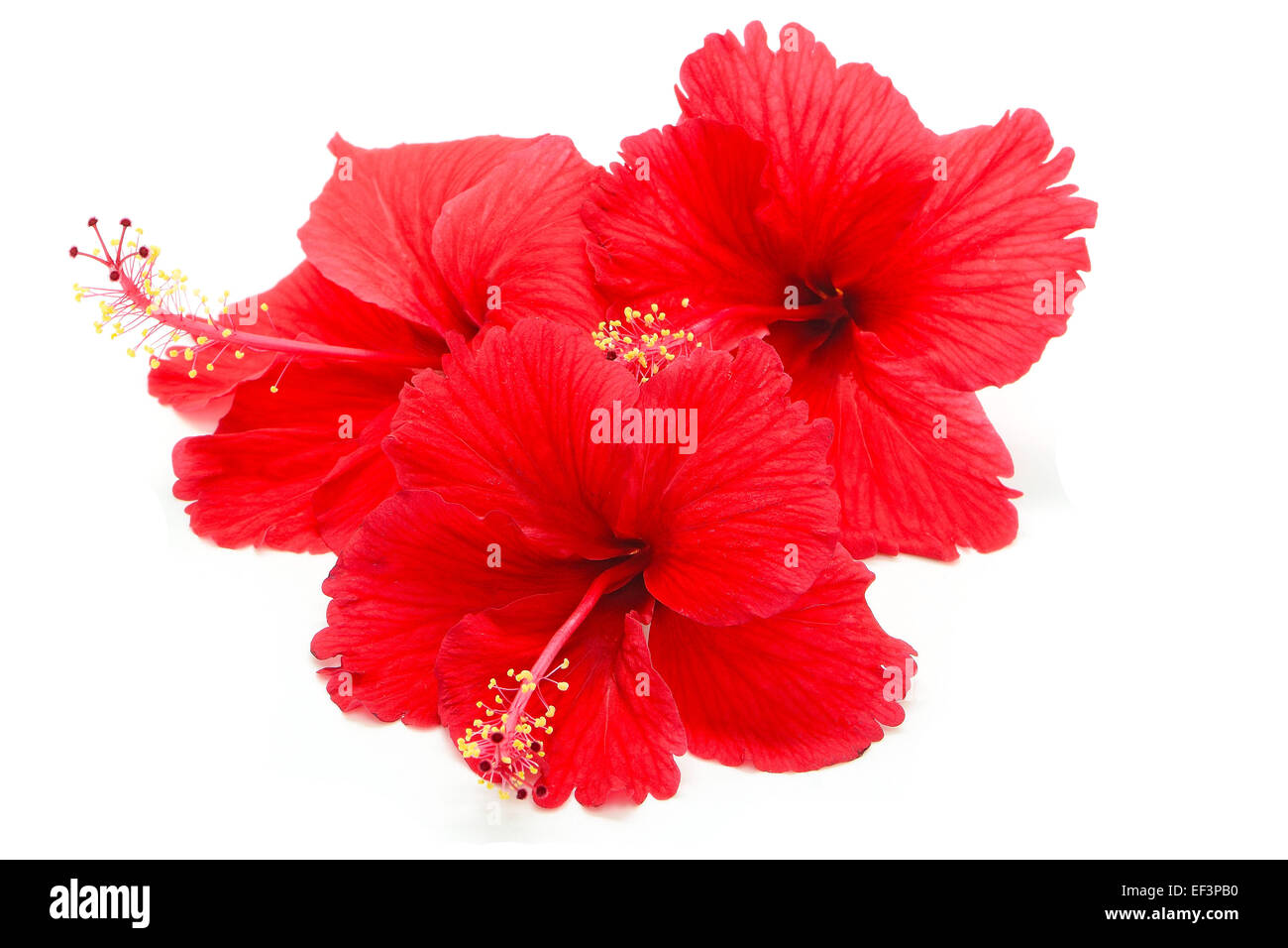 Bel rosso fiori di ibisco, isolato su sfondo bianco Foto Stock