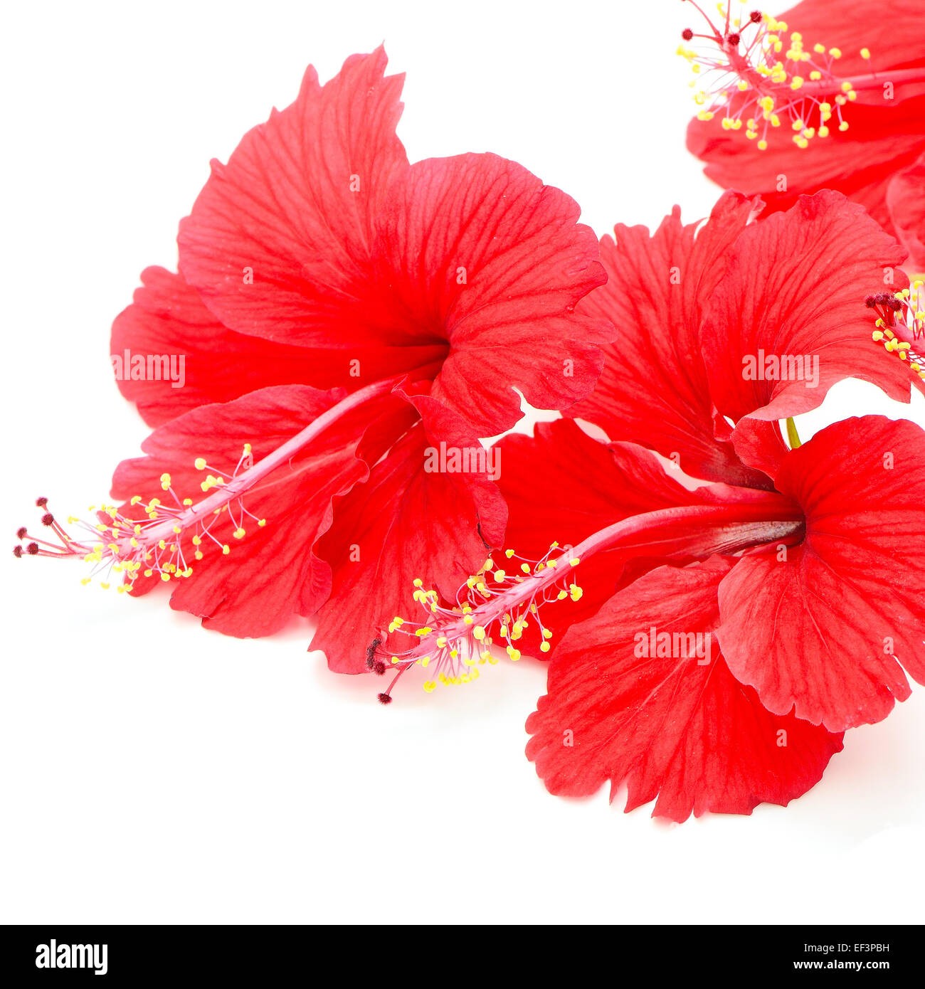 Bel rosso fiori di ibisco, isolato su sfondo bianco Foto Stock