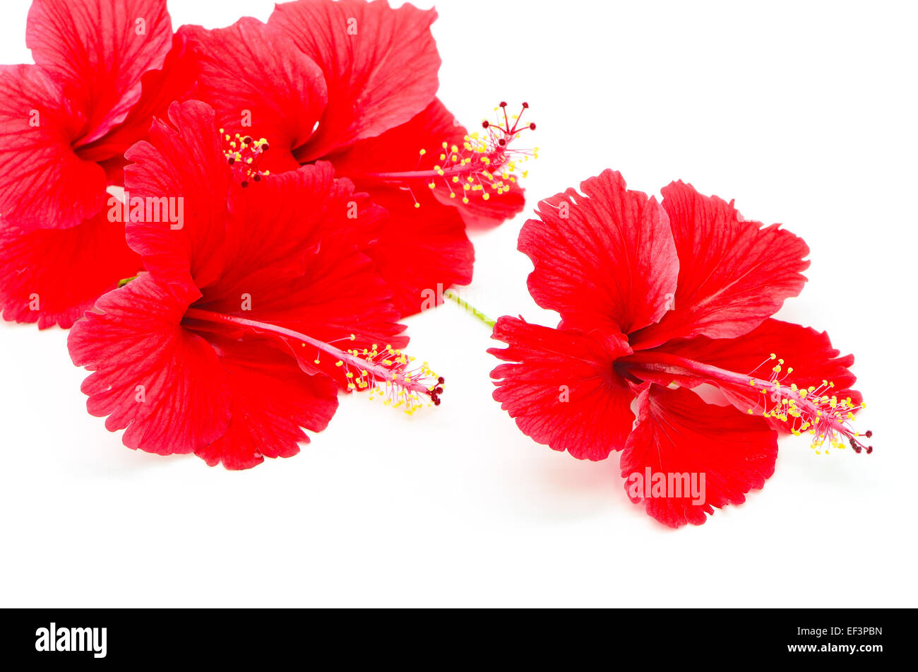 Bel rosso fiori di ibisco, isolato su sfondo bianco Foto Stock