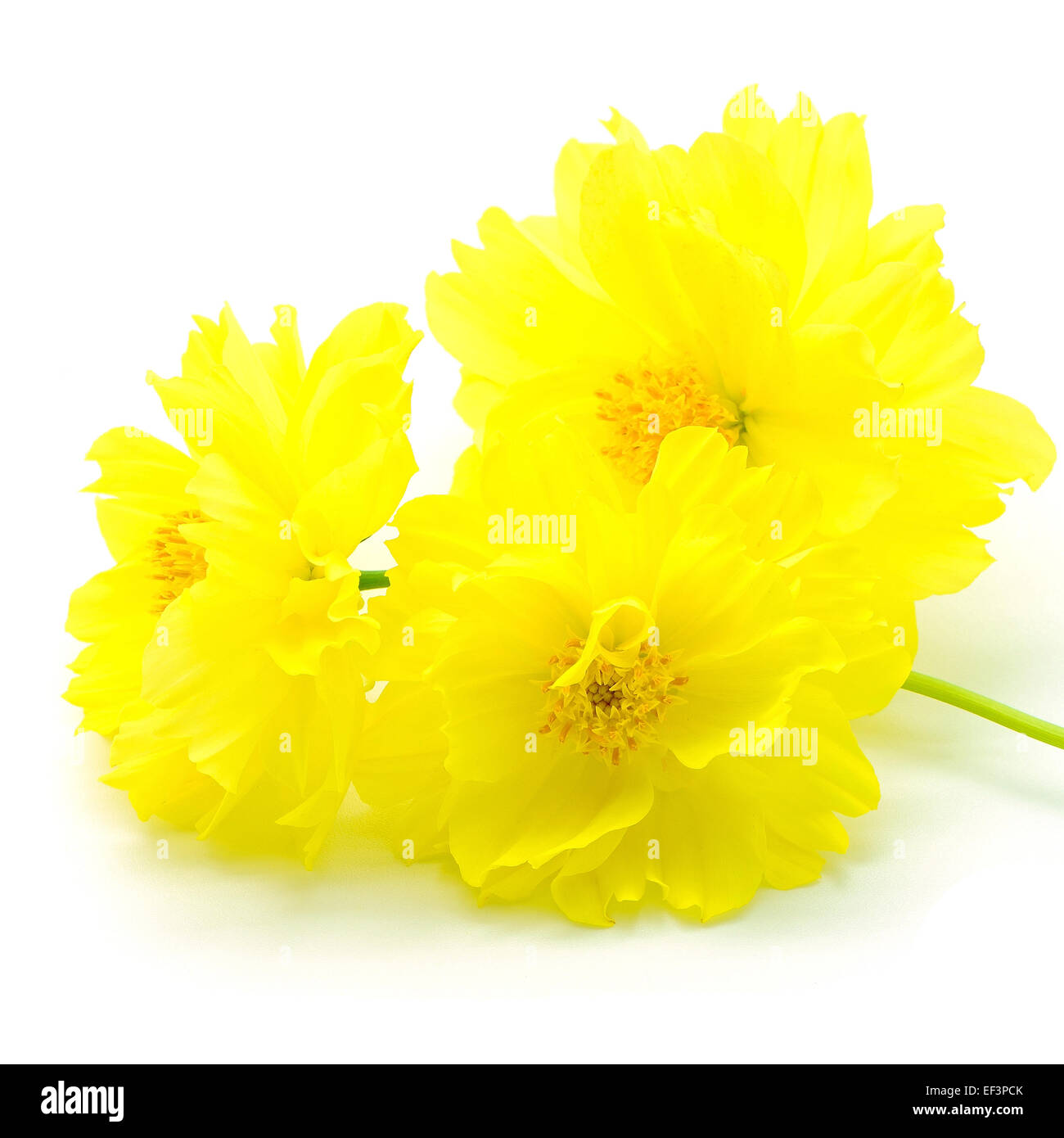 Bellissimo fiore giallo, Cosmos, isolato su uno sfondo bianco Foto Stock
