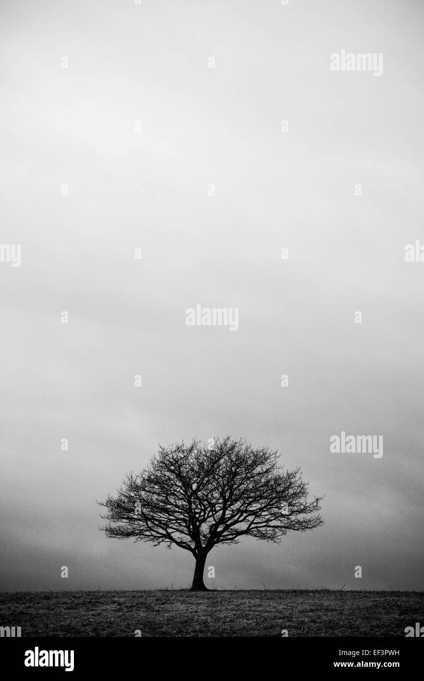 Lone Tree in campo, in bianco e nero. moody atmosfera Foto Stock