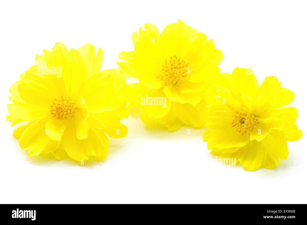 Bellissimo fiore giallo, Cosmos, isolato su uno sfondo bianco Foto Stock