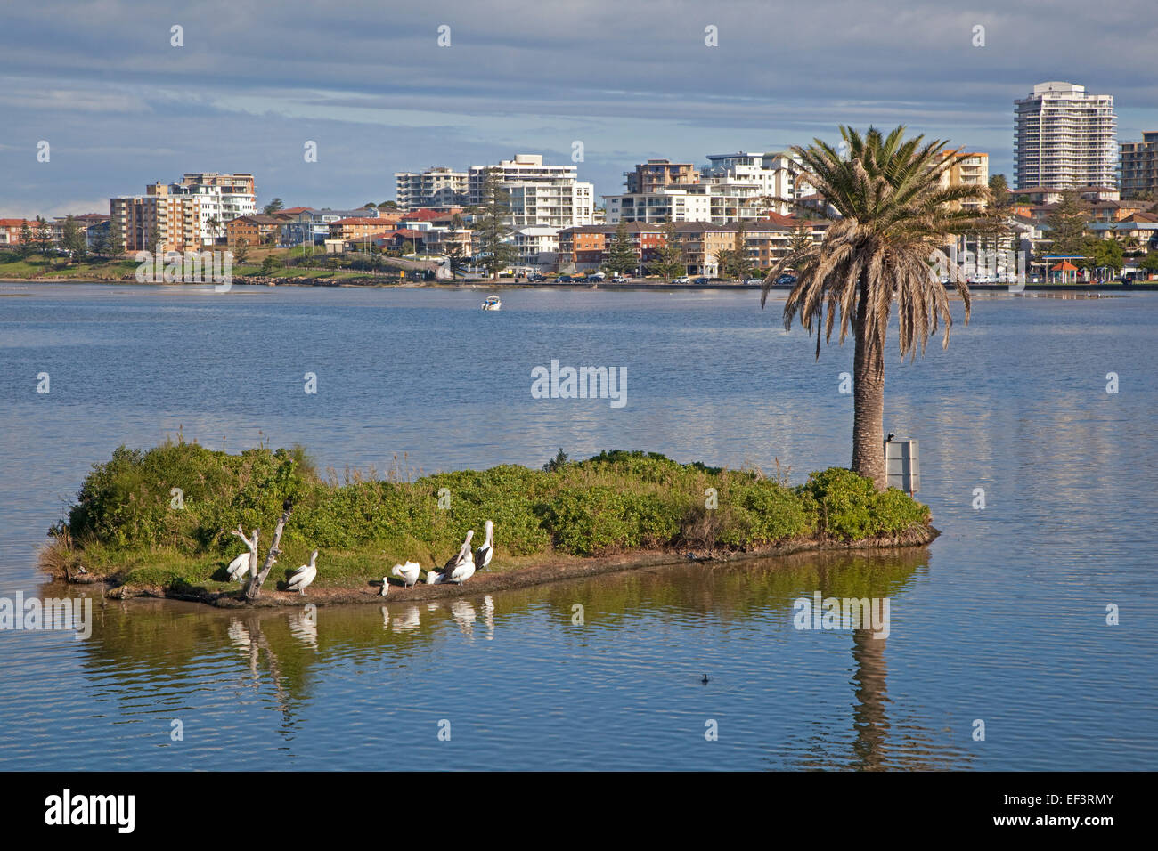 Australian pellicani (Pelecanus conspicillatus) appoggiato sulla piccola isola e vista sull'ingresso, Nuovo Galles del Sud, Australia Foto Stock