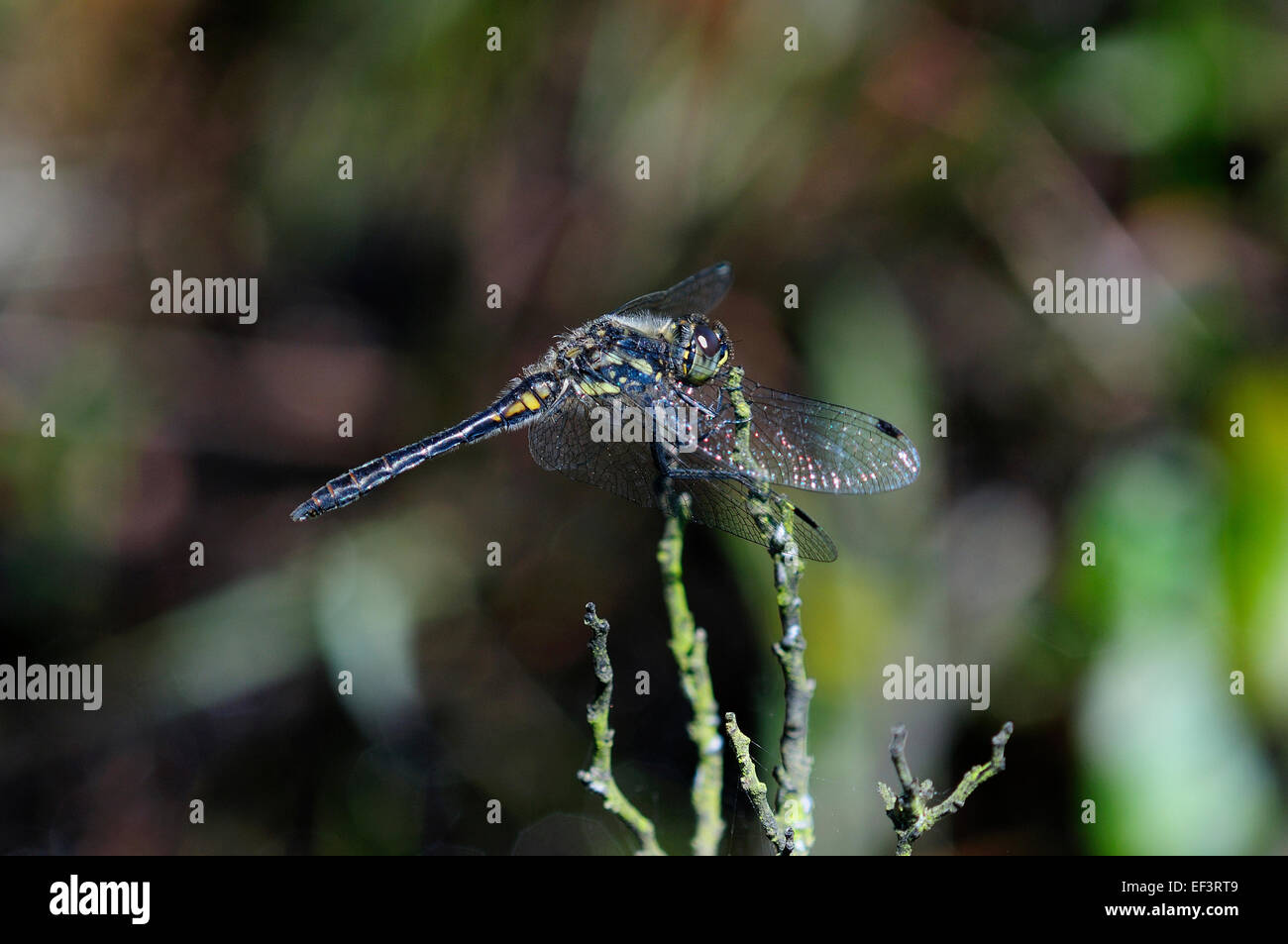 Un nero darter dragonfly REGNO UNITO Foto Stock