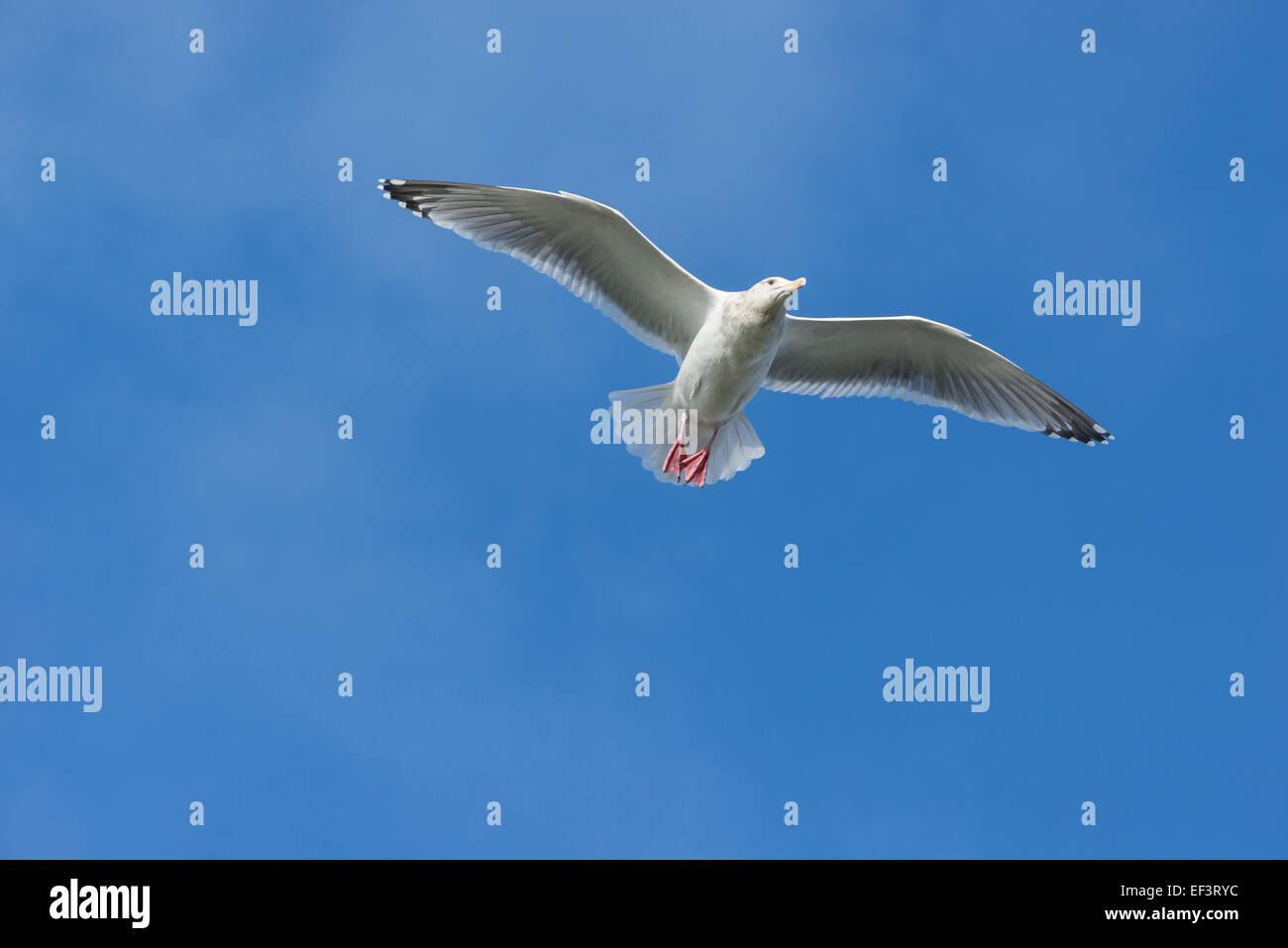Seagull in volo, Yachats, central Oregon Coast. Foto Stock