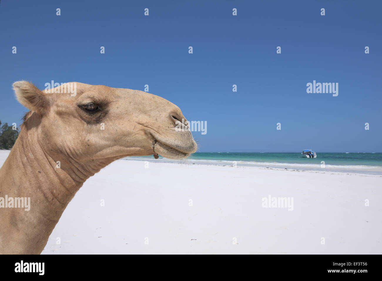 Crazy Camel a Diani Beach, ukunda, Mombasa, in Kenya Foto Stock