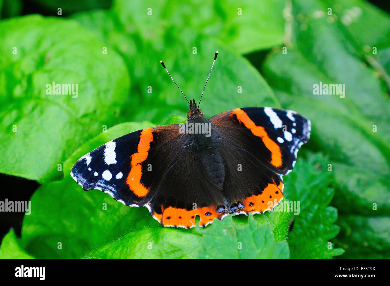 Un ammiraglio rosso farfalla su una foglia verde in estate REGNO UNITO Foto Stock