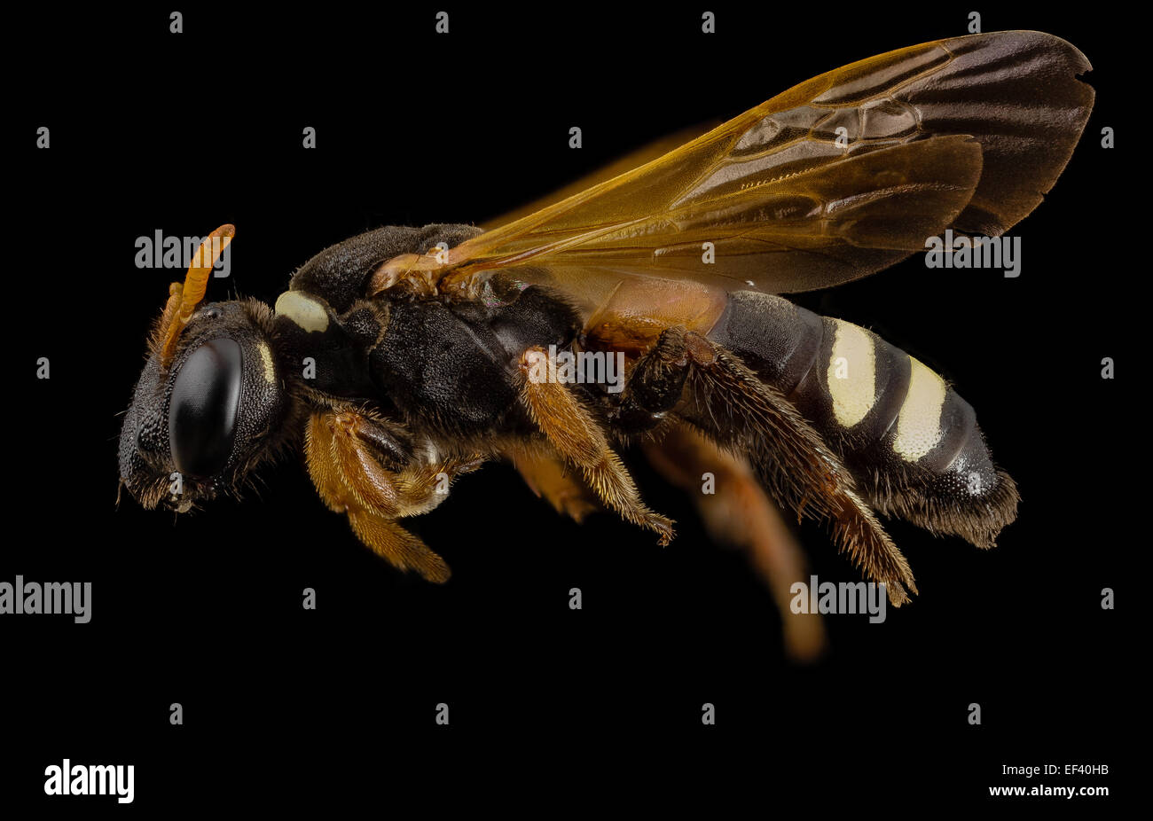 Specie di api, f, lato, argentina 2014-08-07-15.38.54 ZS PMax Foto Stock