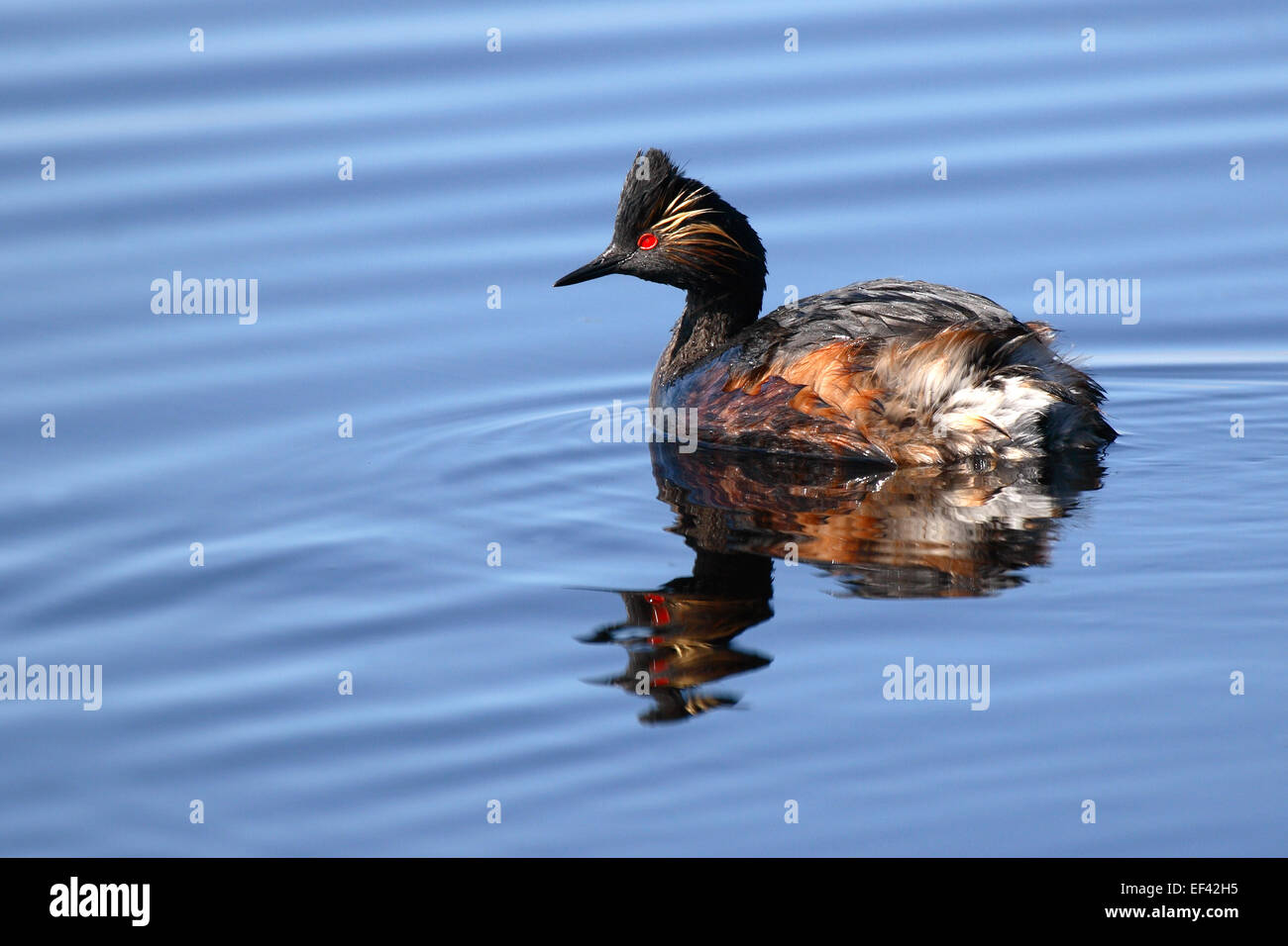 Un Eared Grebe in allevamento piumaggio. Foto Stock