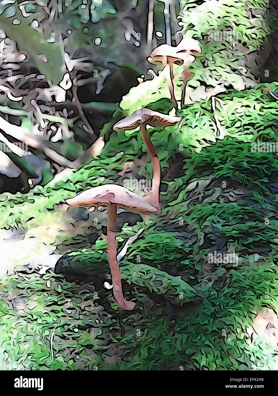 Una serie di funghi che crescono in un ombroso bosco. Foto Stock