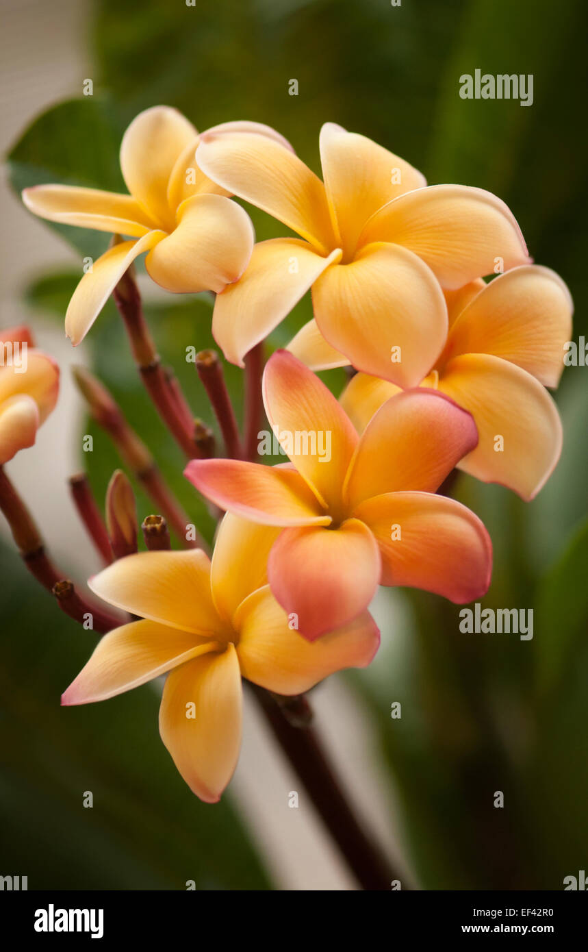 Plumeria rubra. Famiglia Dogbane impianto, Apocynaceae Foto Stock