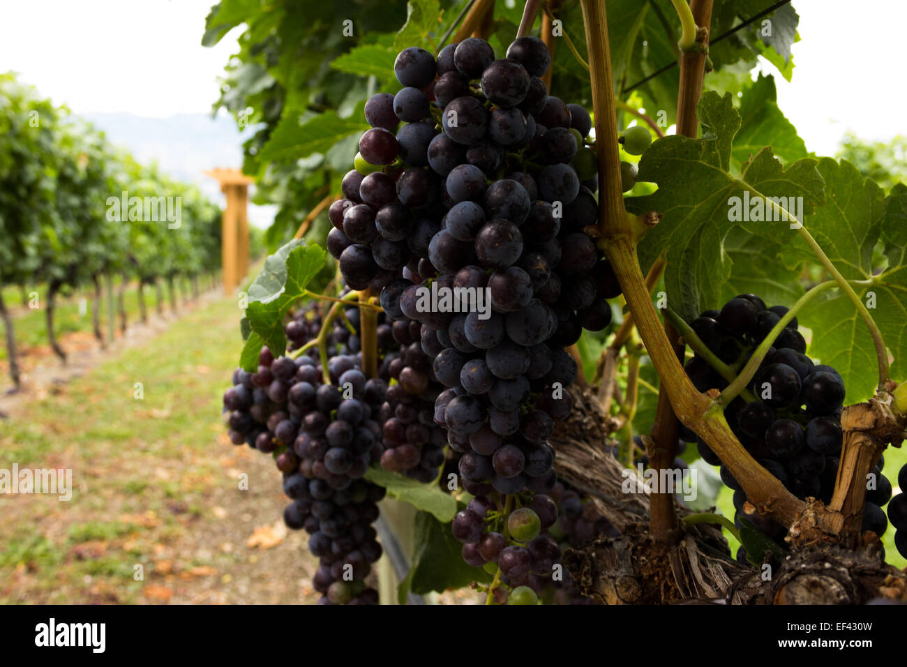 Uva appeso mature sulla vite in un vigneto nei pressi di Kelowna, British Columbia nella Okanagan regione dei vini. Foto Stock