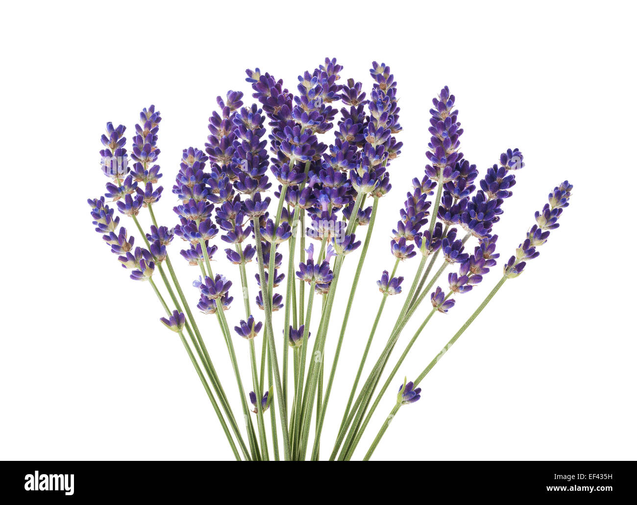 Lavanda fiori isolati su bianco Foto Stock