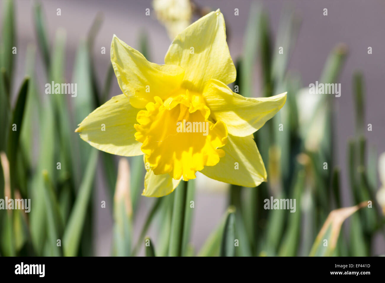 La molla daffodil, fioritura con dettaglio di altre piante dietro di esso. Foto Stock