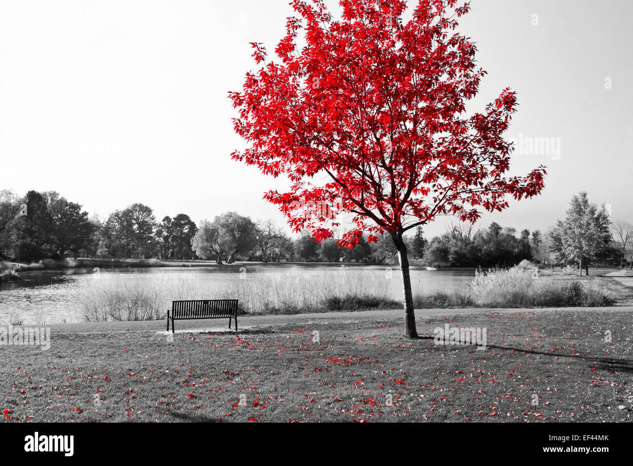 Parcheggio vuoto sotto banco albero rosso in bianco e nero Foto Stock
