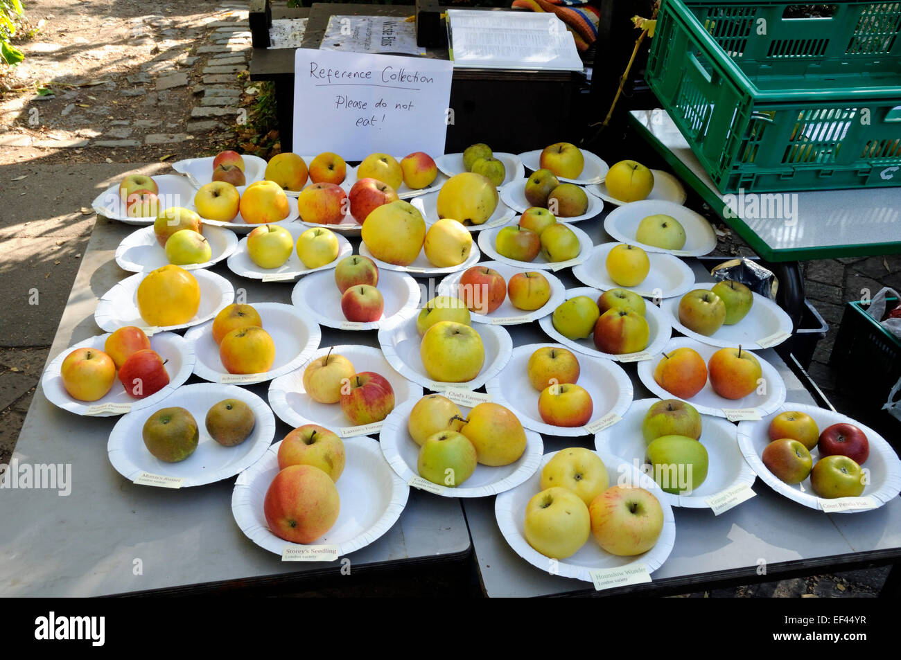 Raccolta delle mele del patrimonio sul display, Apple giorno Camley Street Parco naturale,London Borough of Camden, Inghilterra Gran Bretagna REGNO UNITO Foto Stock