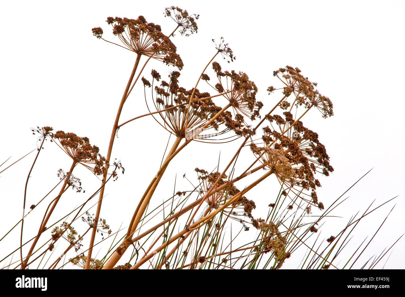 Autunnale di piante selvatiche Foto Stock