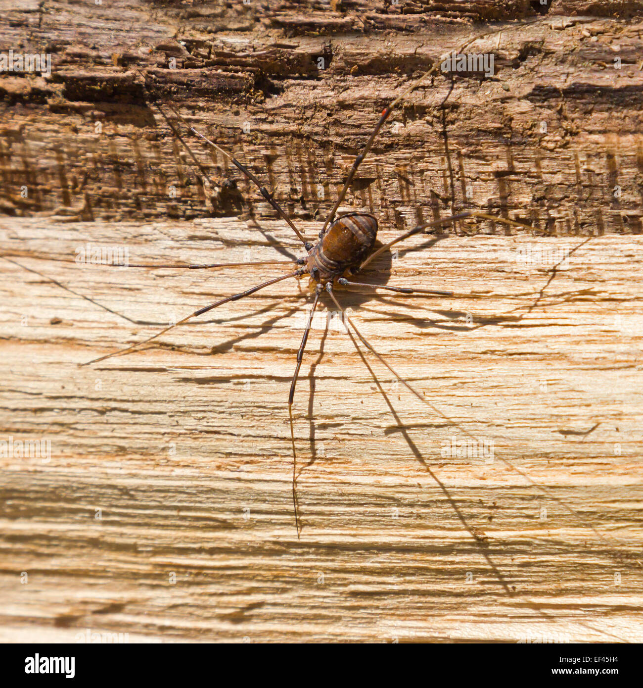 Big scary ragno con gambe lunghe Foto Stock