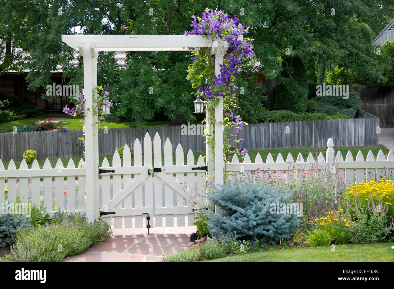 Garden gate con la clematide jackmanii Foto Stock