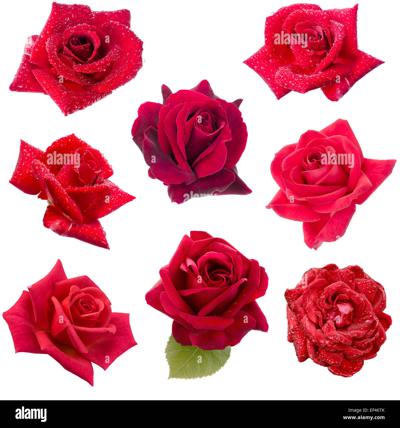 Collage di 8 rose rosse isolato su sfondo bianco Foto Stock