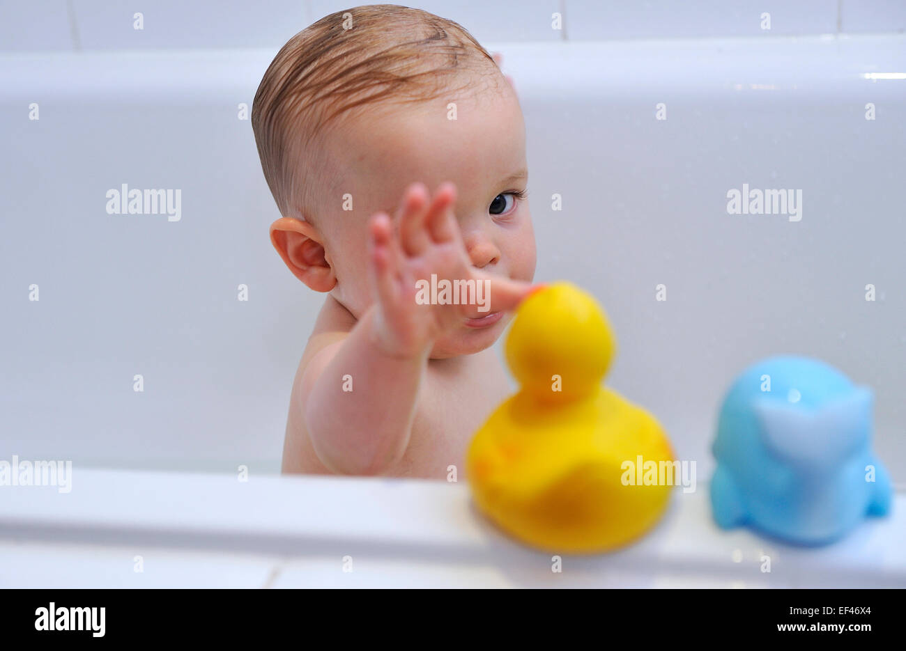 Baby boy in vasca raggiunge per la sua gomma ducky seduta sul bordo della vasca da bagno Foto Stock