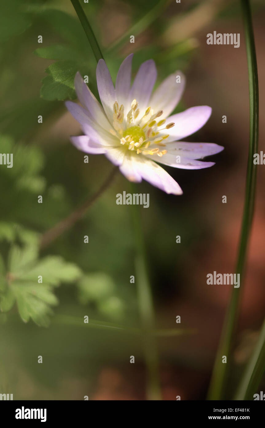 Anemone blanda. Anemone balcanica, grecian windflower,windflower invernale Foto Stock